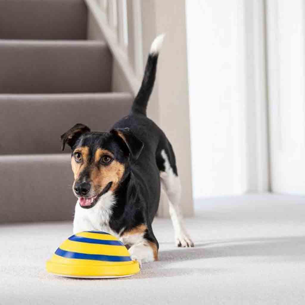 PawTunes Interactive Toy