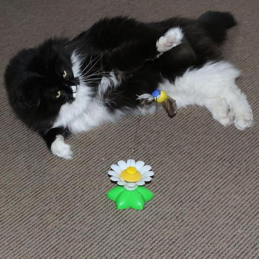 Interactive Bird Toy