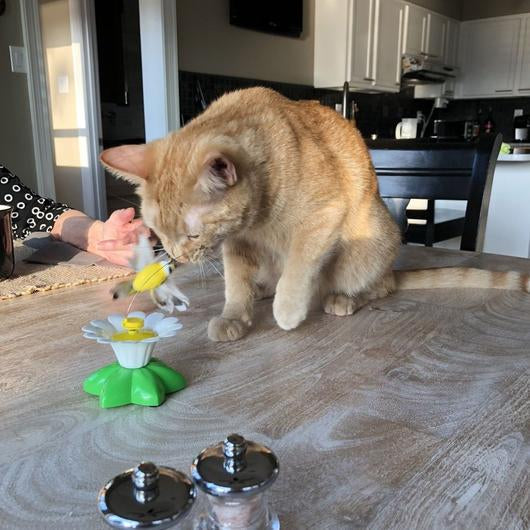 Interactive Bird Toy