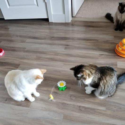 Interactive Bird Toy